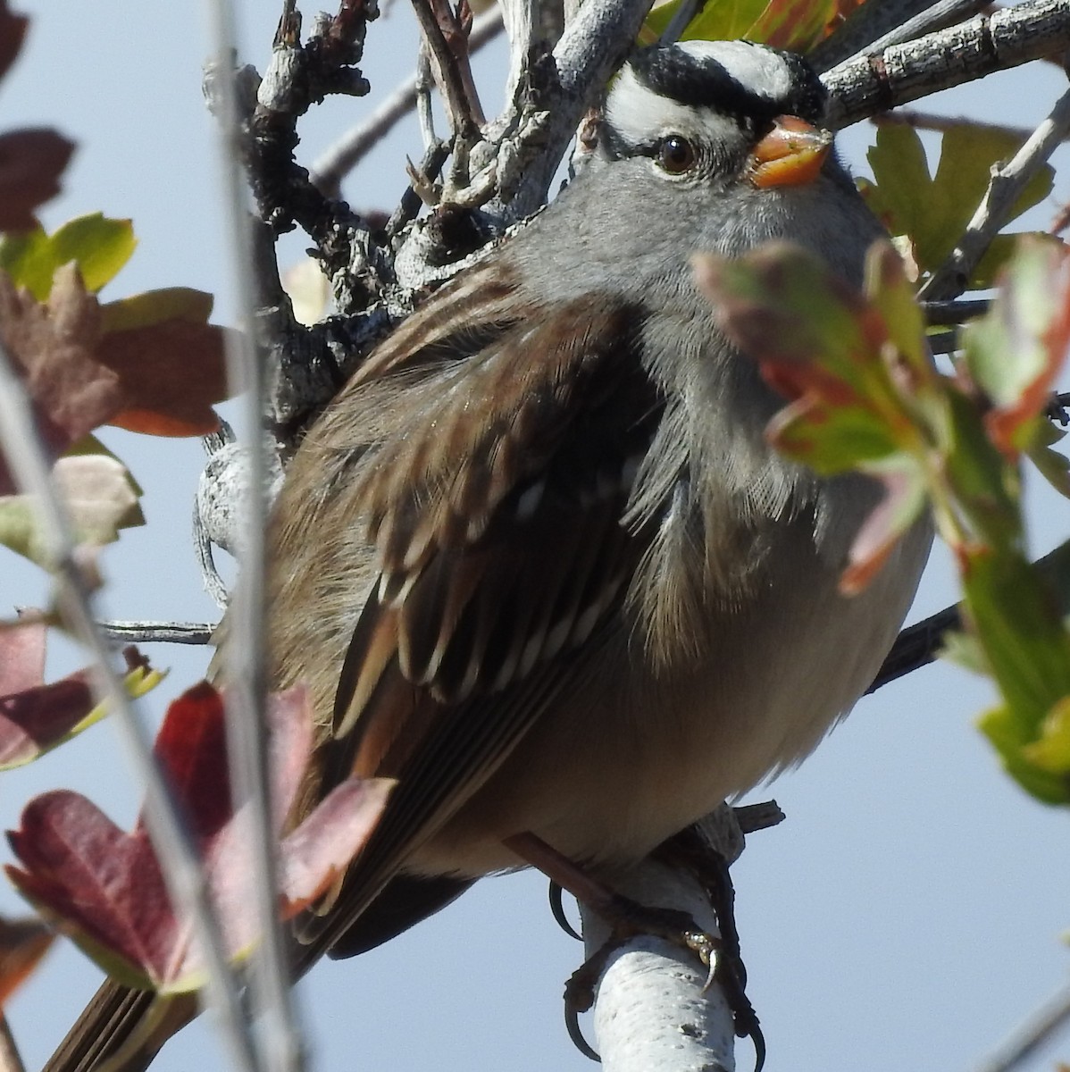 White-crowned Sparrow - Shane Sater