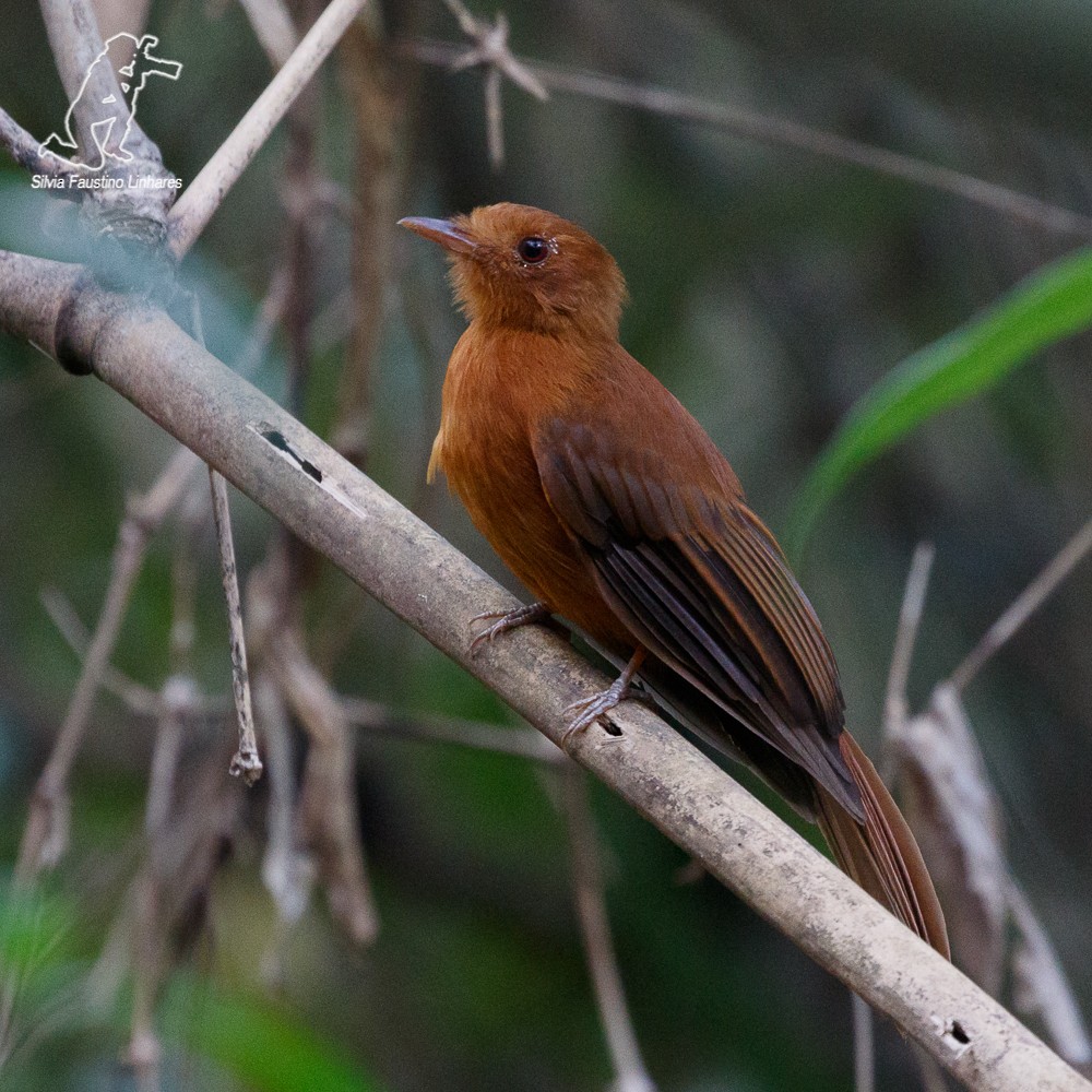 Rufous Twistwing - Silvia F🪶 Linhares