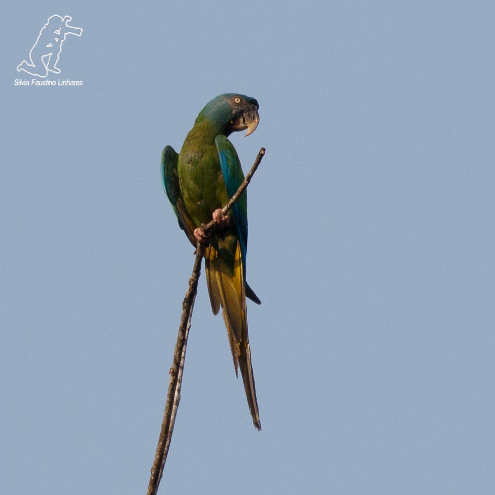 Blue-headed Macaw - Silvia Faustino Linhares