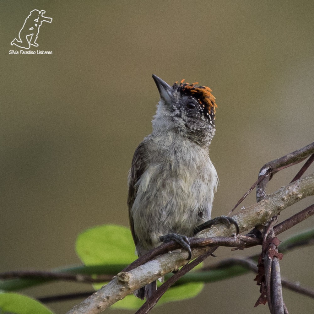 Carpinterito de Cuzco - ML69177931