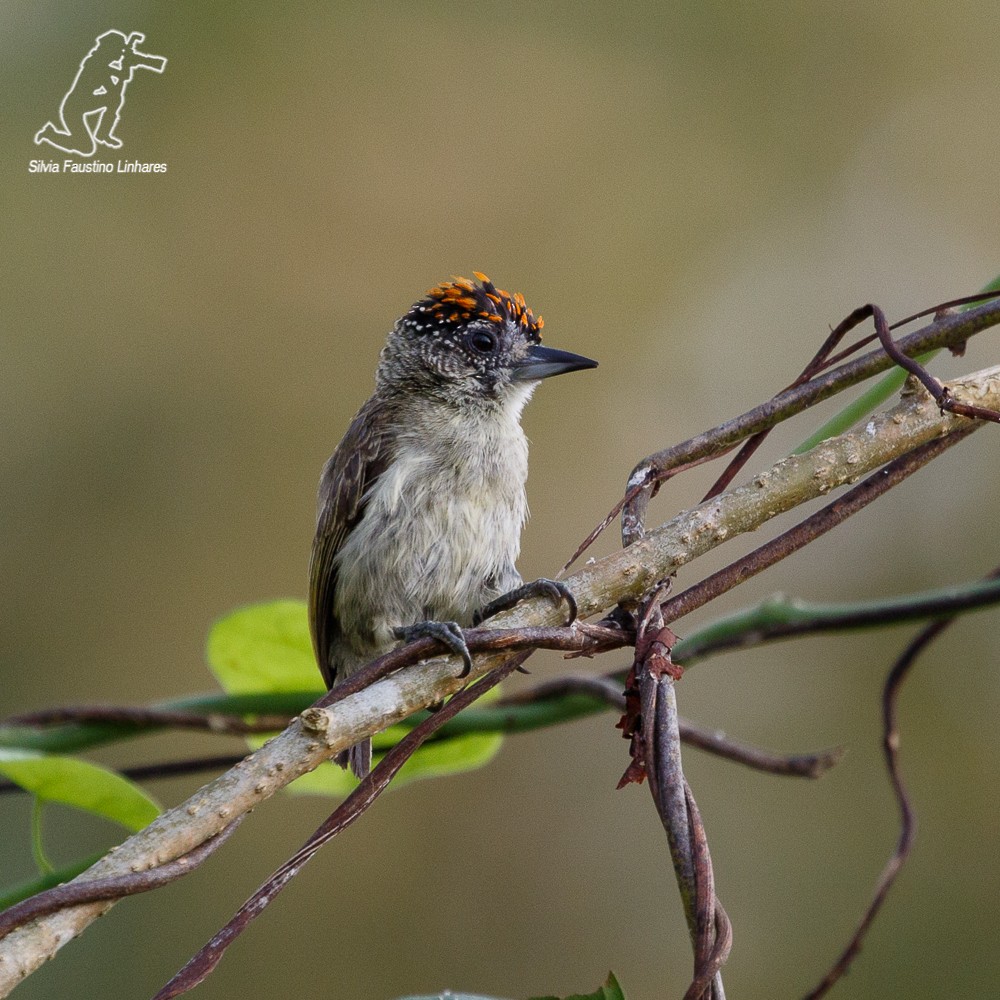 Carpinterito de Cuzco - ML69178021