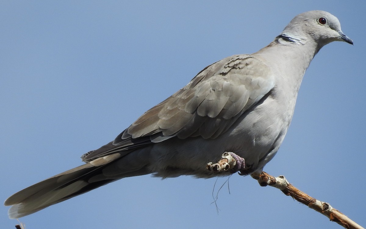 Eurasian Collared-Dove - Shane Sater