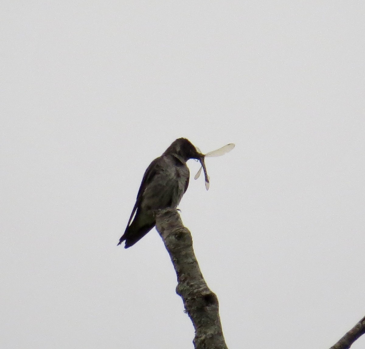 Purple Martin - Hilary Maguire