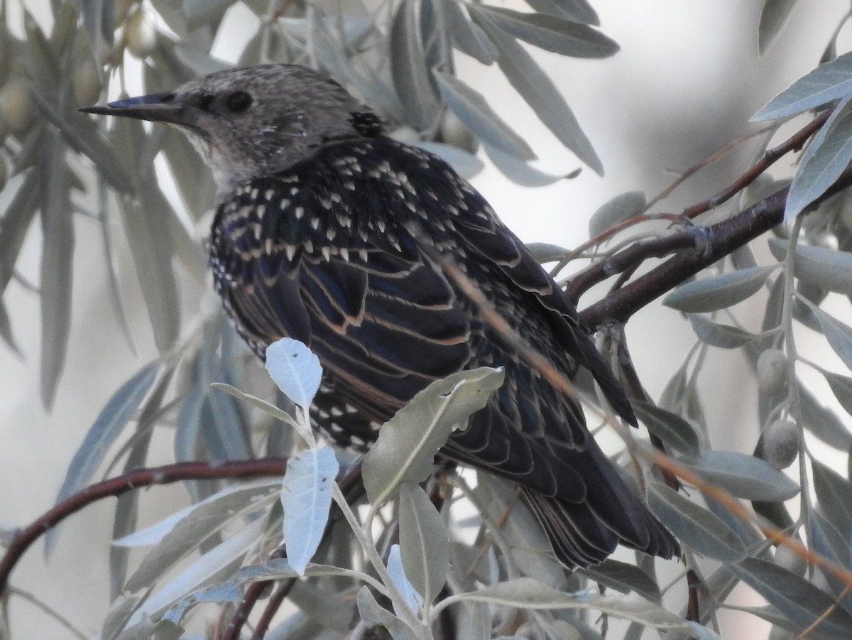 European Starling - ML69178831