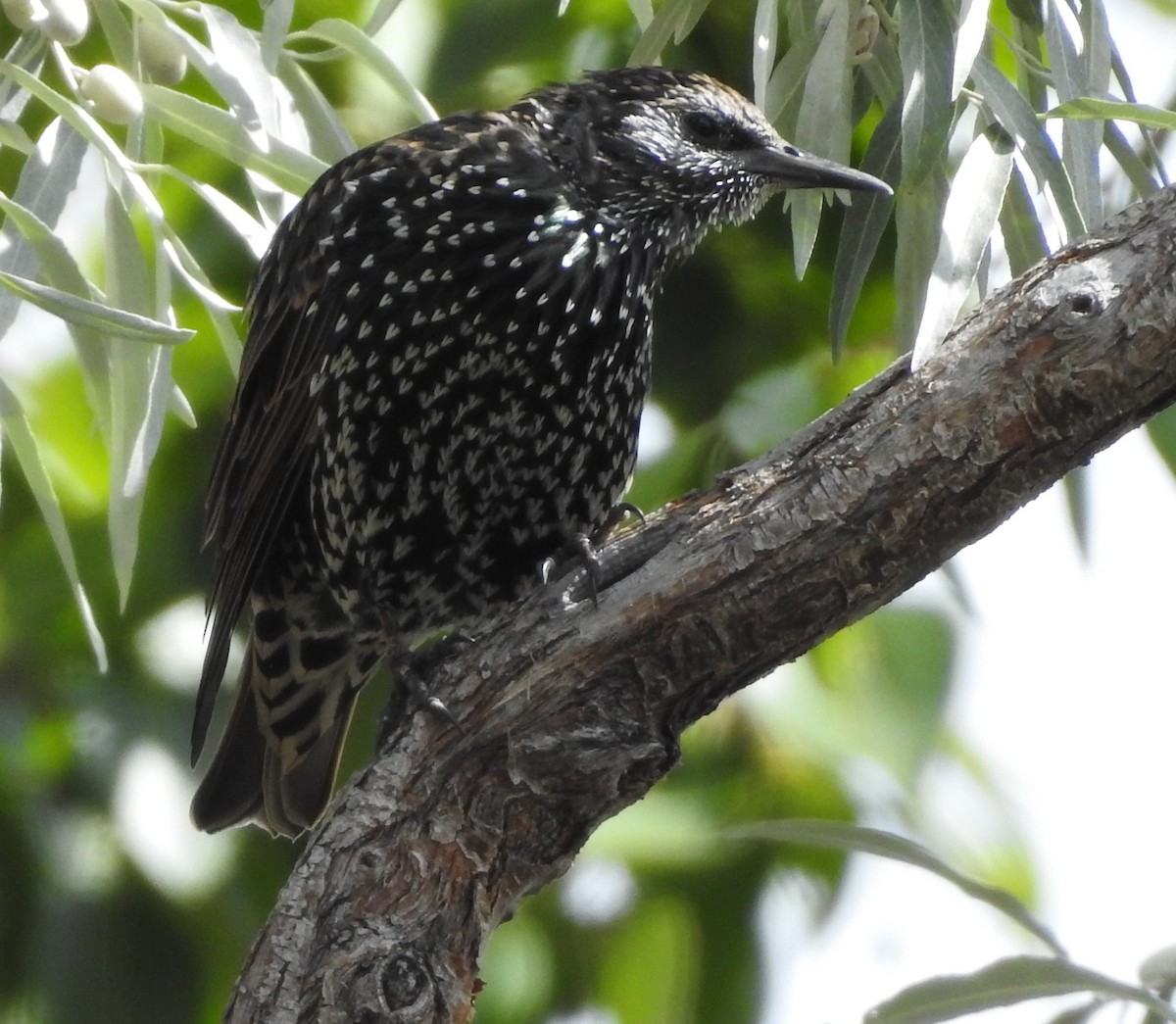 European Starling - ML69178871