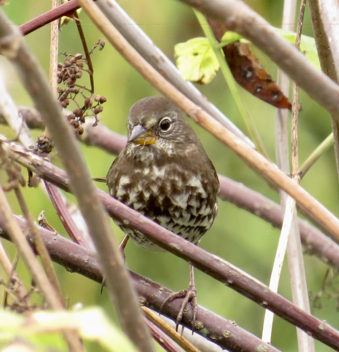 Fox Sparrow - ML69179301