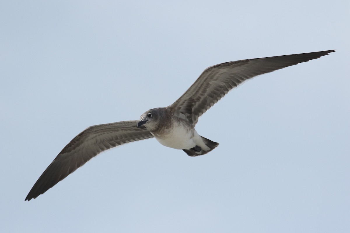 Laughing Gull - ML69179611