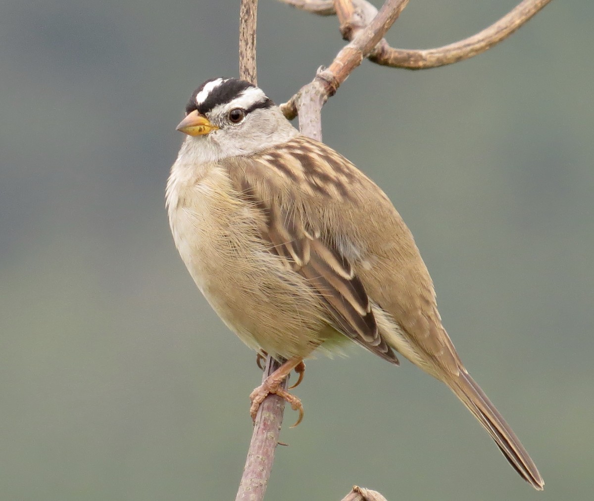 Bruant à couronne blanche - ML69179741