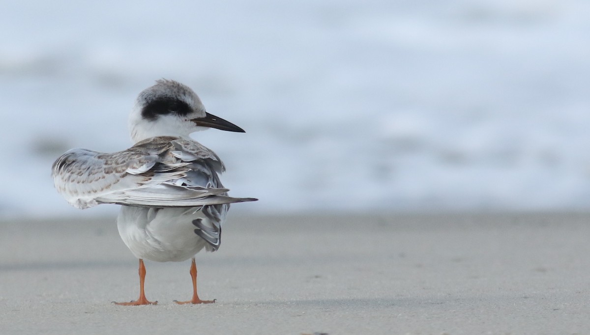 Forster's Tern - Andrew Dreelin