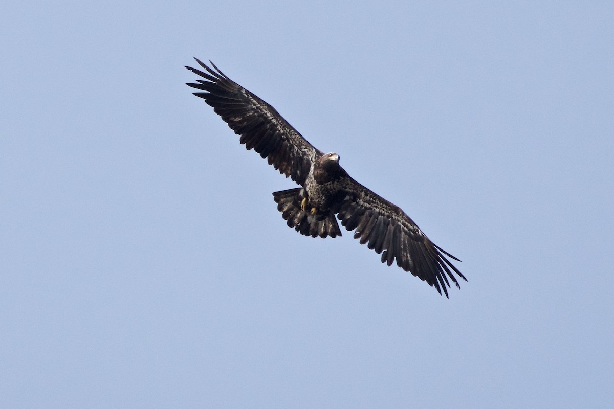 Bald Eagle - Ian Jarvie