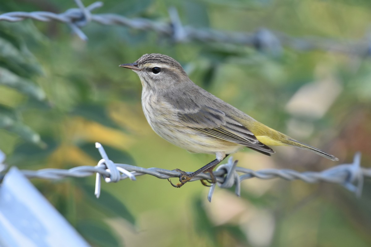 Palm Warbler - Paul Clifford