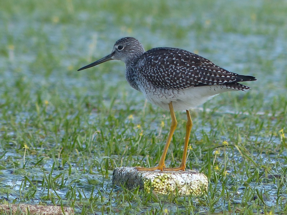 Greater Yellowlegs - ML69181631