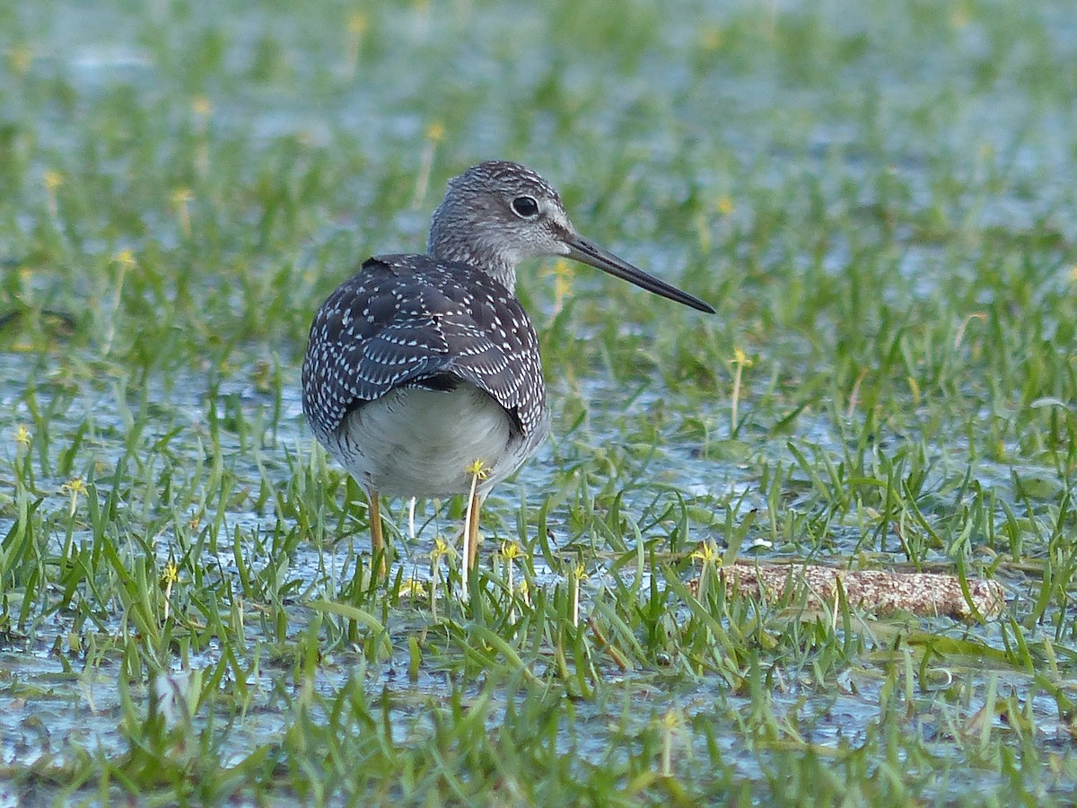 Greater Yellowlegs - ML69181951