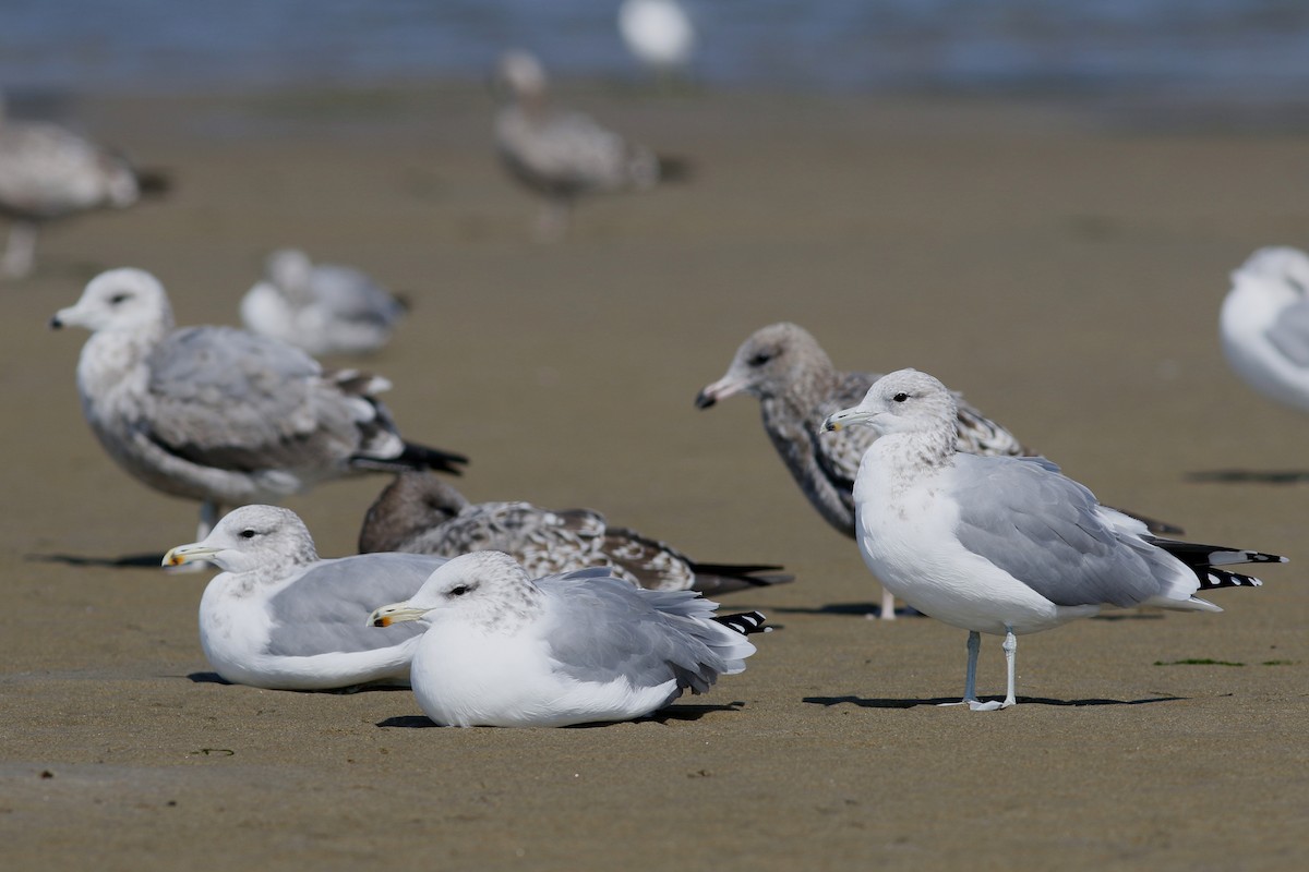 California Gull - John C Sullivan
