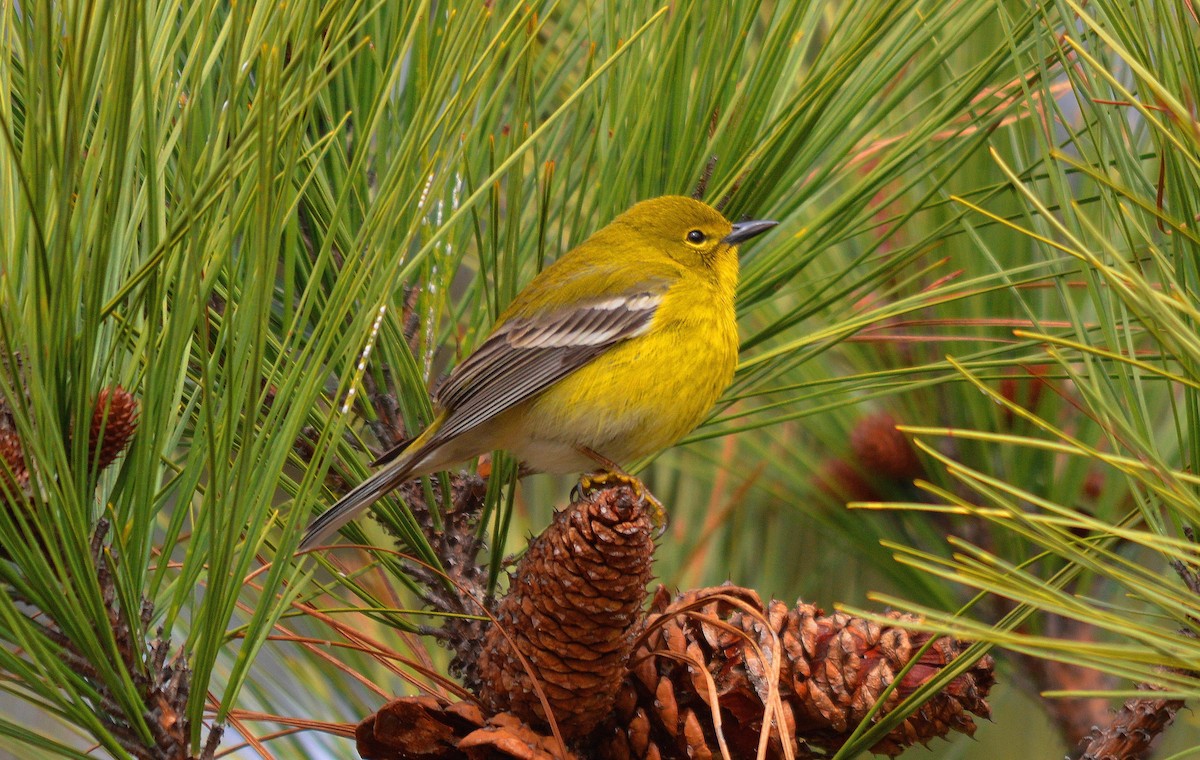 Pine Warbler - Jonathan Snyder