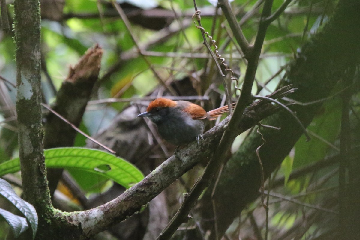 Pinto's Spinetail - Ian Thompson