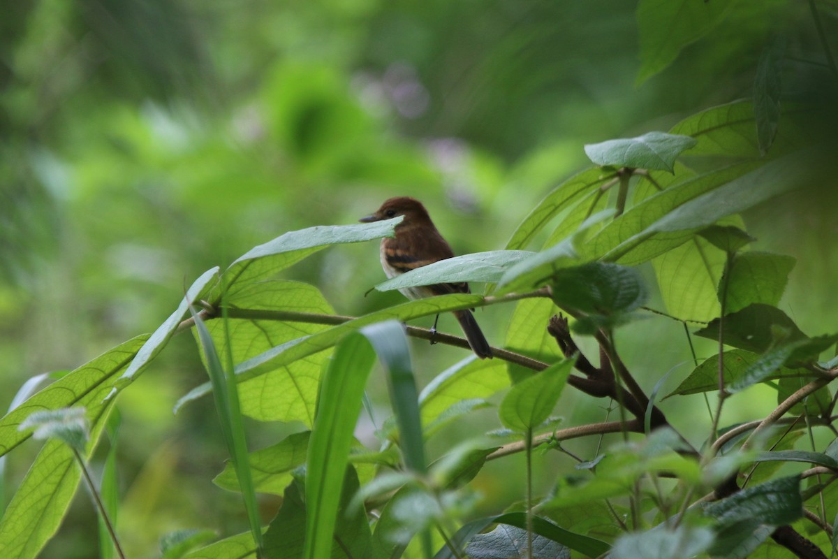 Bran-colored Flycatcher - ML69184161