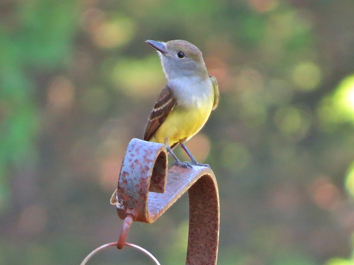 Great Crested Flycatcher - ML69184331