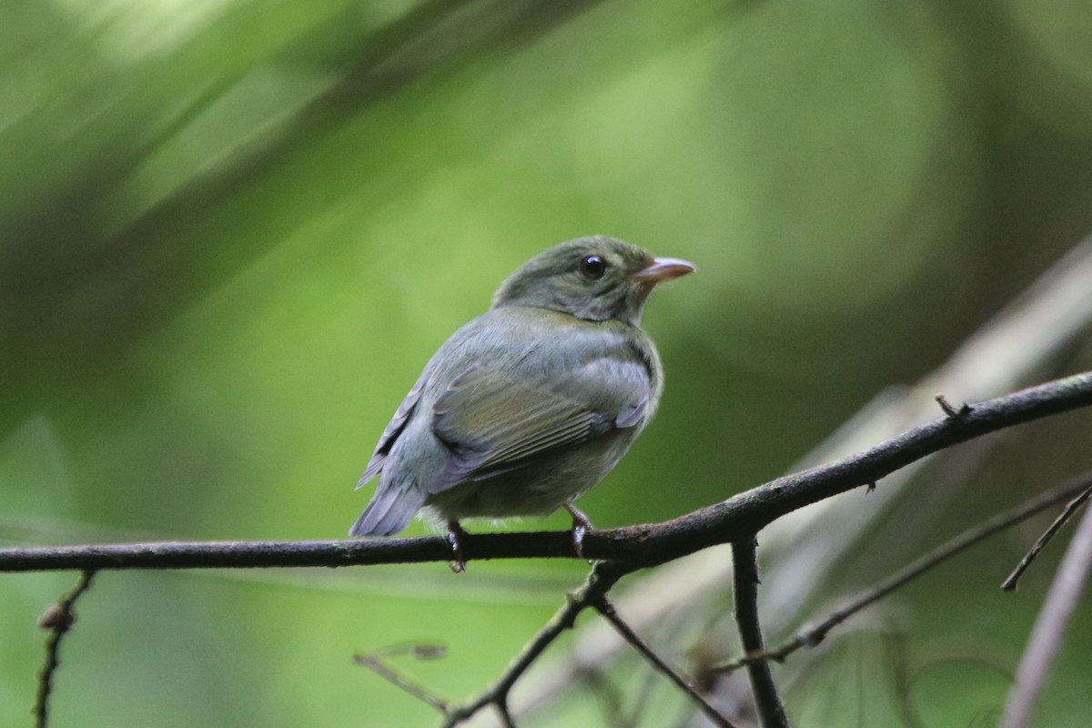 Red-headed Manakin - ML69184561