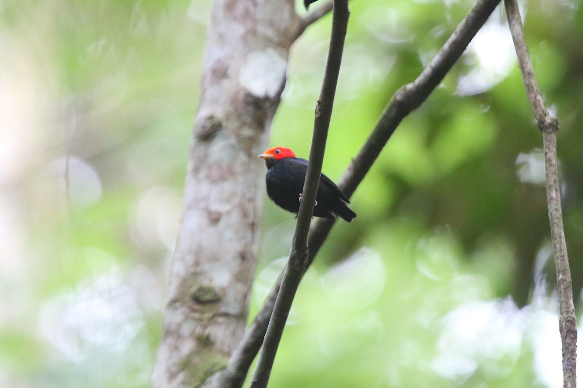 Red-headed Manakin - ML69184661