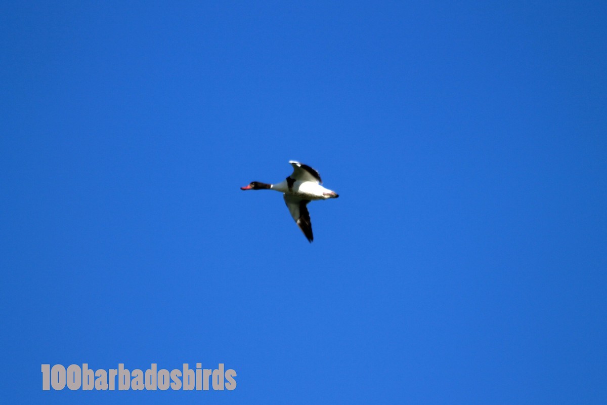 Common Shelduck - Julian E. Moore
