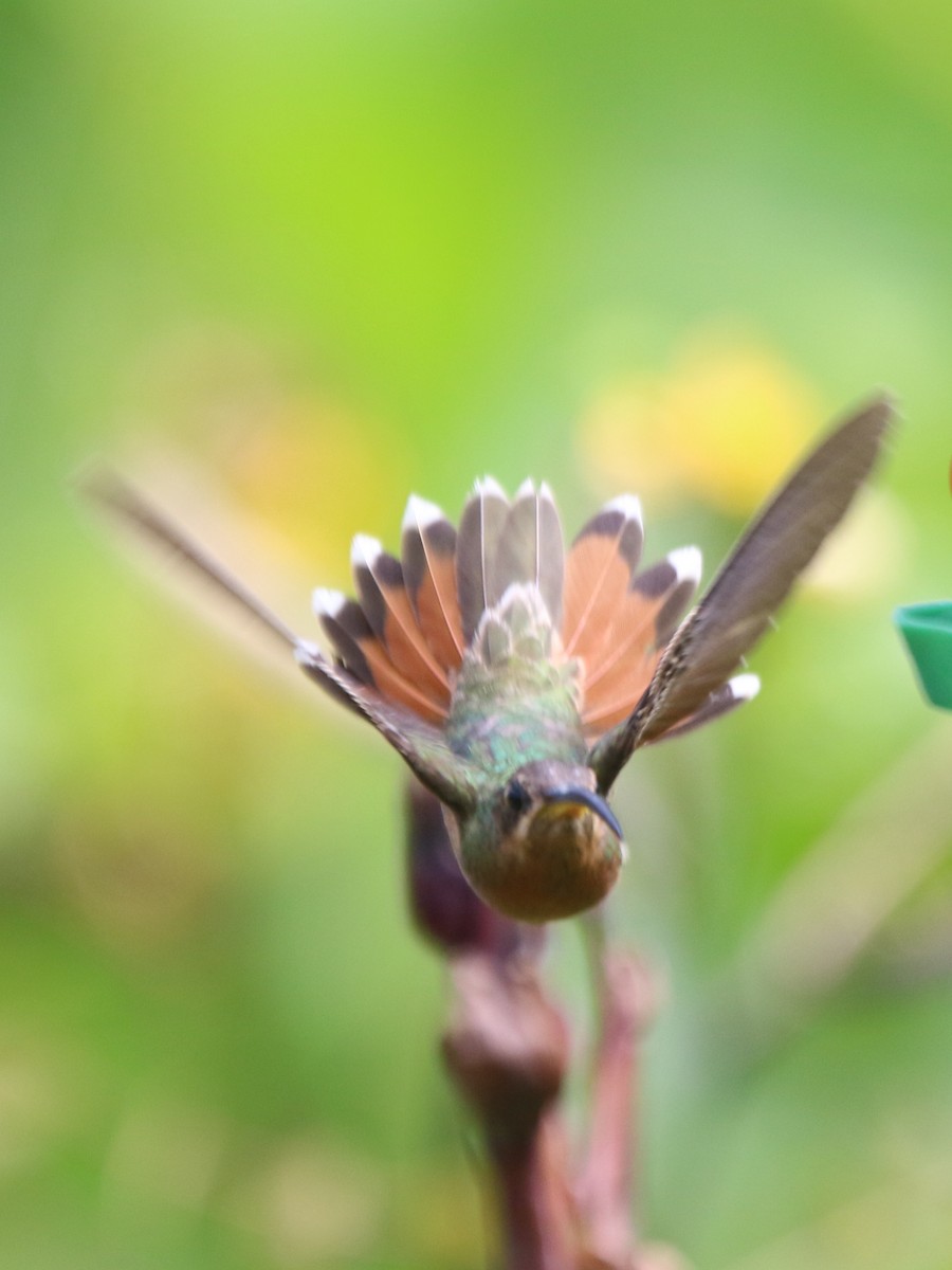 Rufous-breasted Hermit - ML69184911