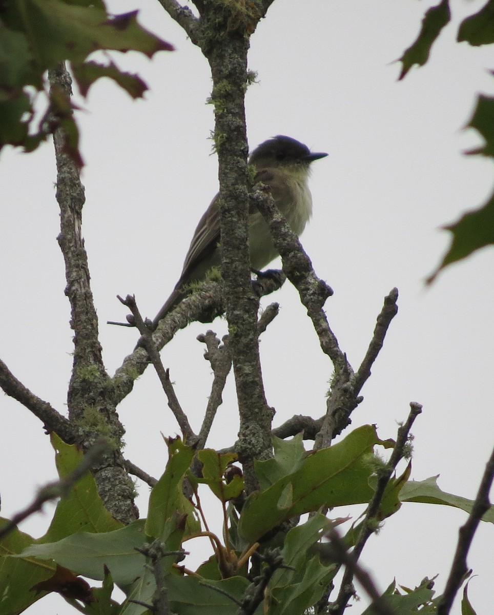 Eastern Phoebe - ML69184961