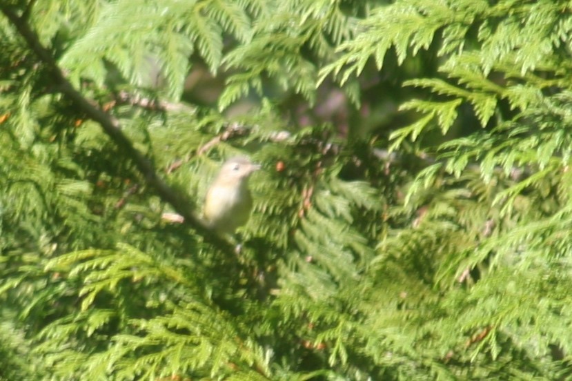 Red-eyed Vireo - ML69187491