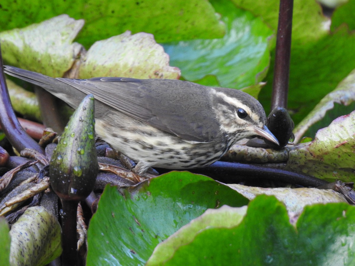 Northern Waterthrush - ML69188561