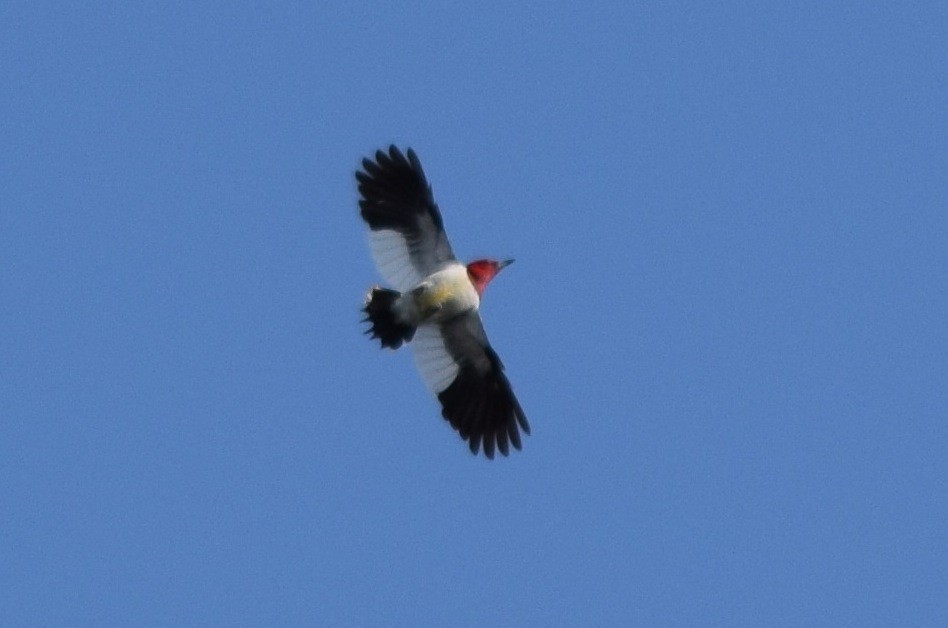 Red-headed Woodpecker - Scott Johnson