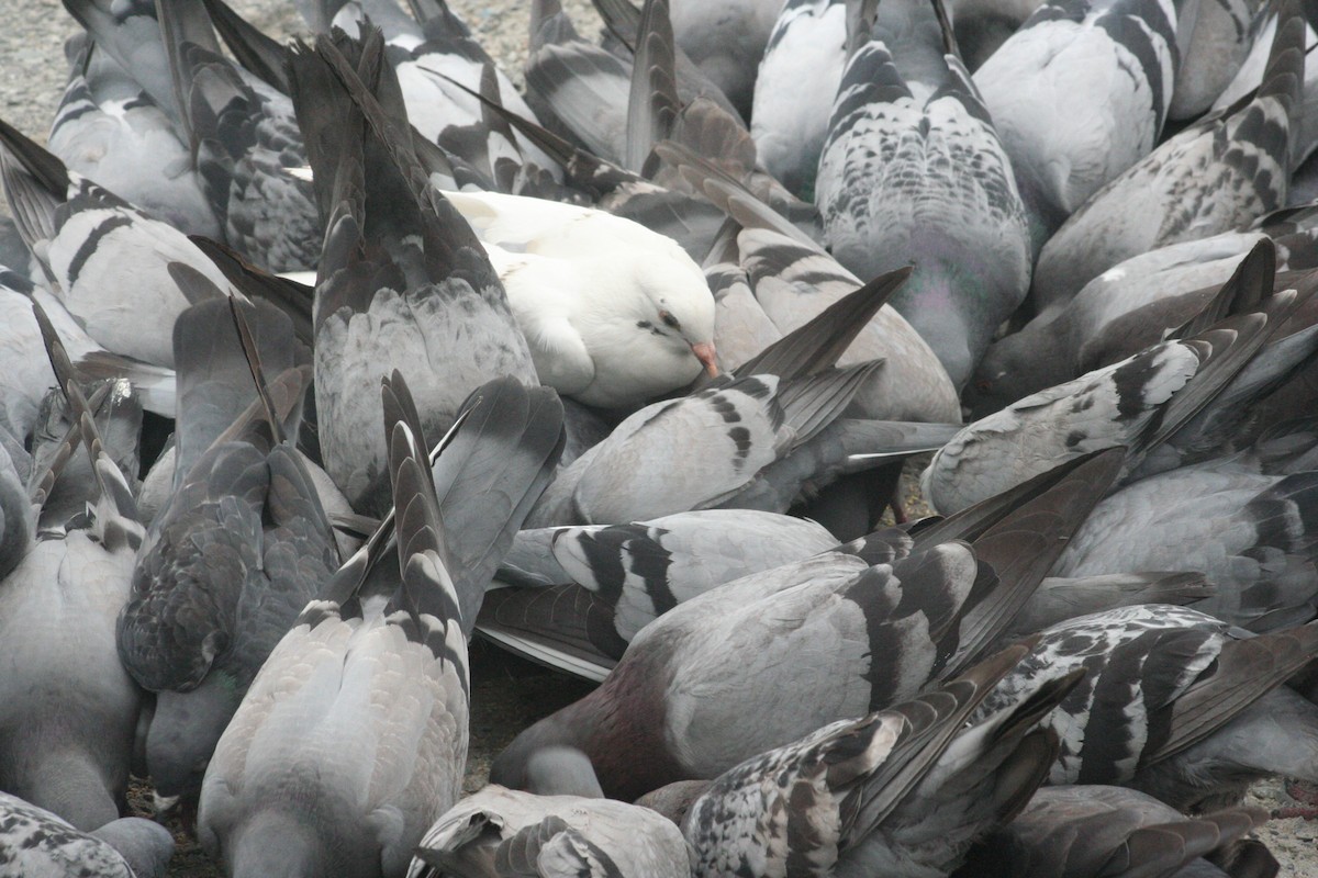 Pigeon biset (forme domestique) - ML69190201