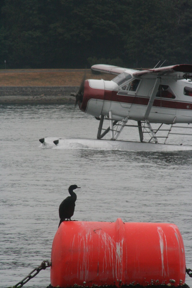 Pelagic Cormorant - ML69190221