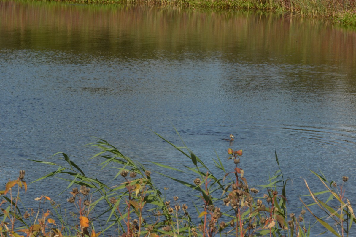 Pied-billed Grebe - ML69192161