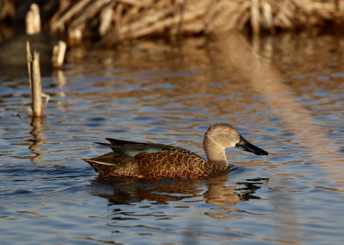 Cape Shoveler - Shannon Fair