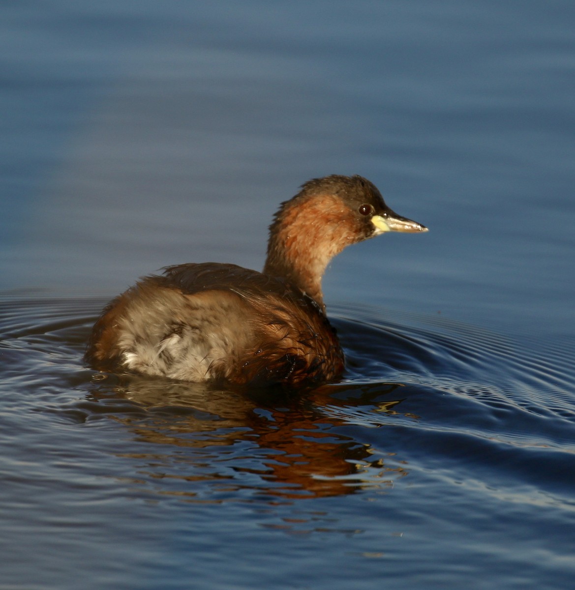 Little Grebe - ML69194351