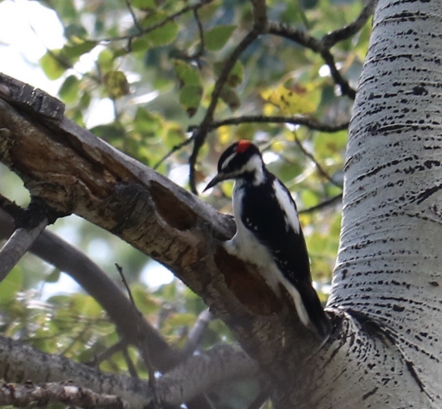 Hairy Woodpecker - ML69194651