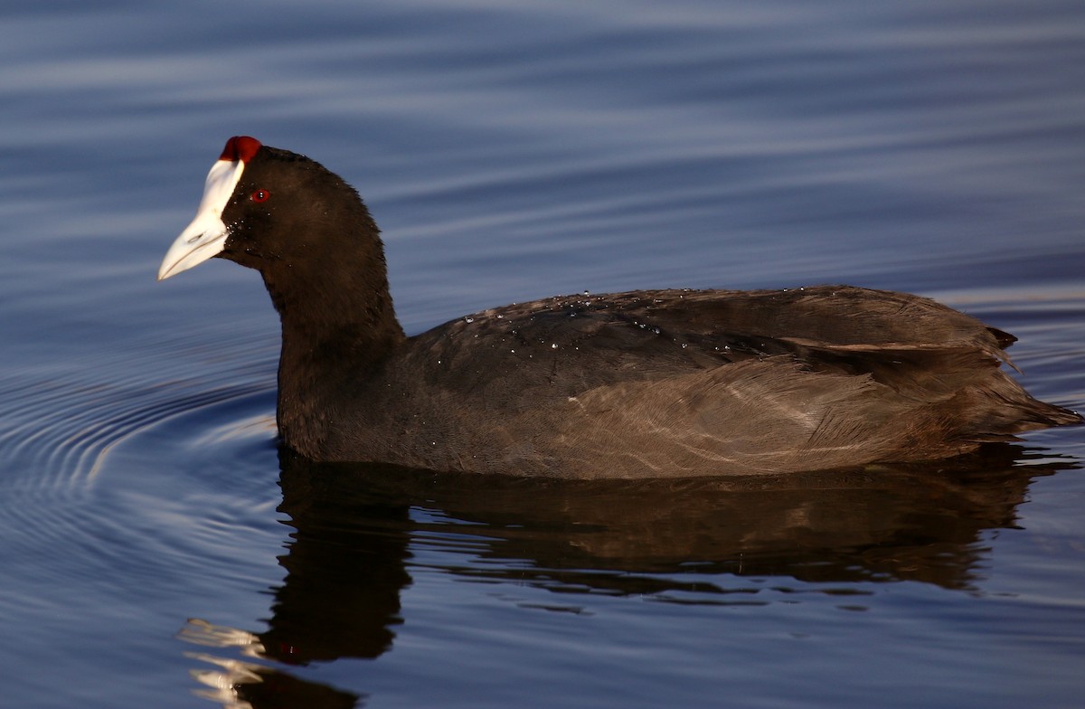 Red-knobbed Coot - ML69194681