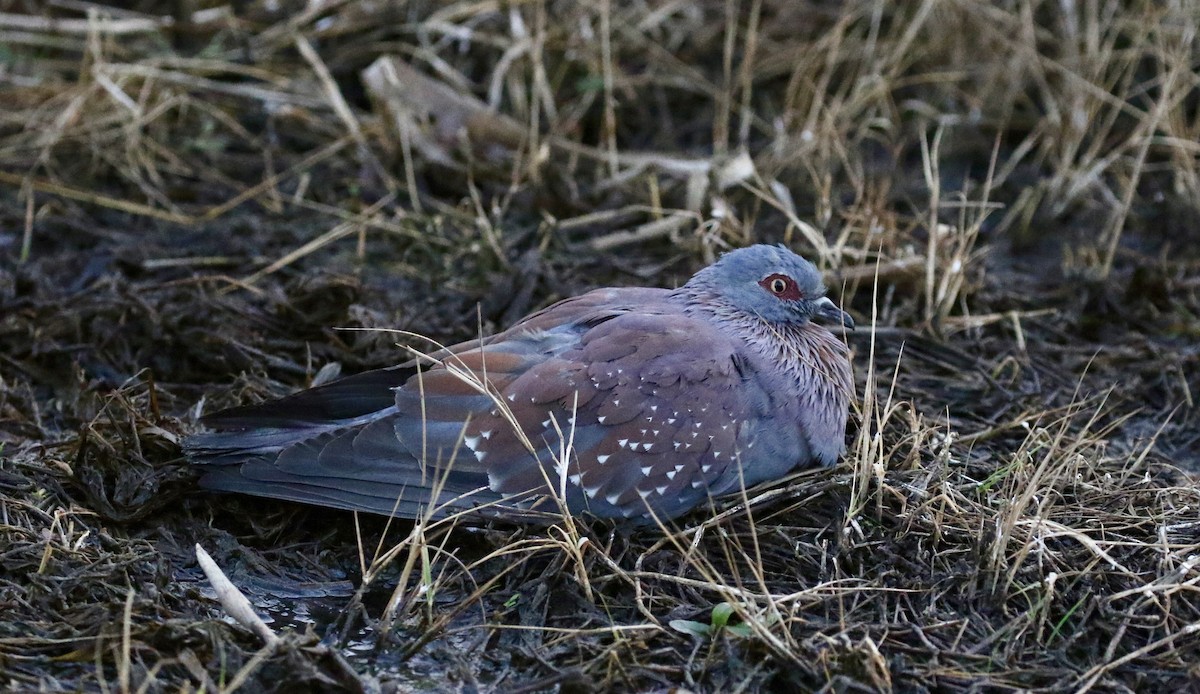 Speckled Pigeon - ML69194761