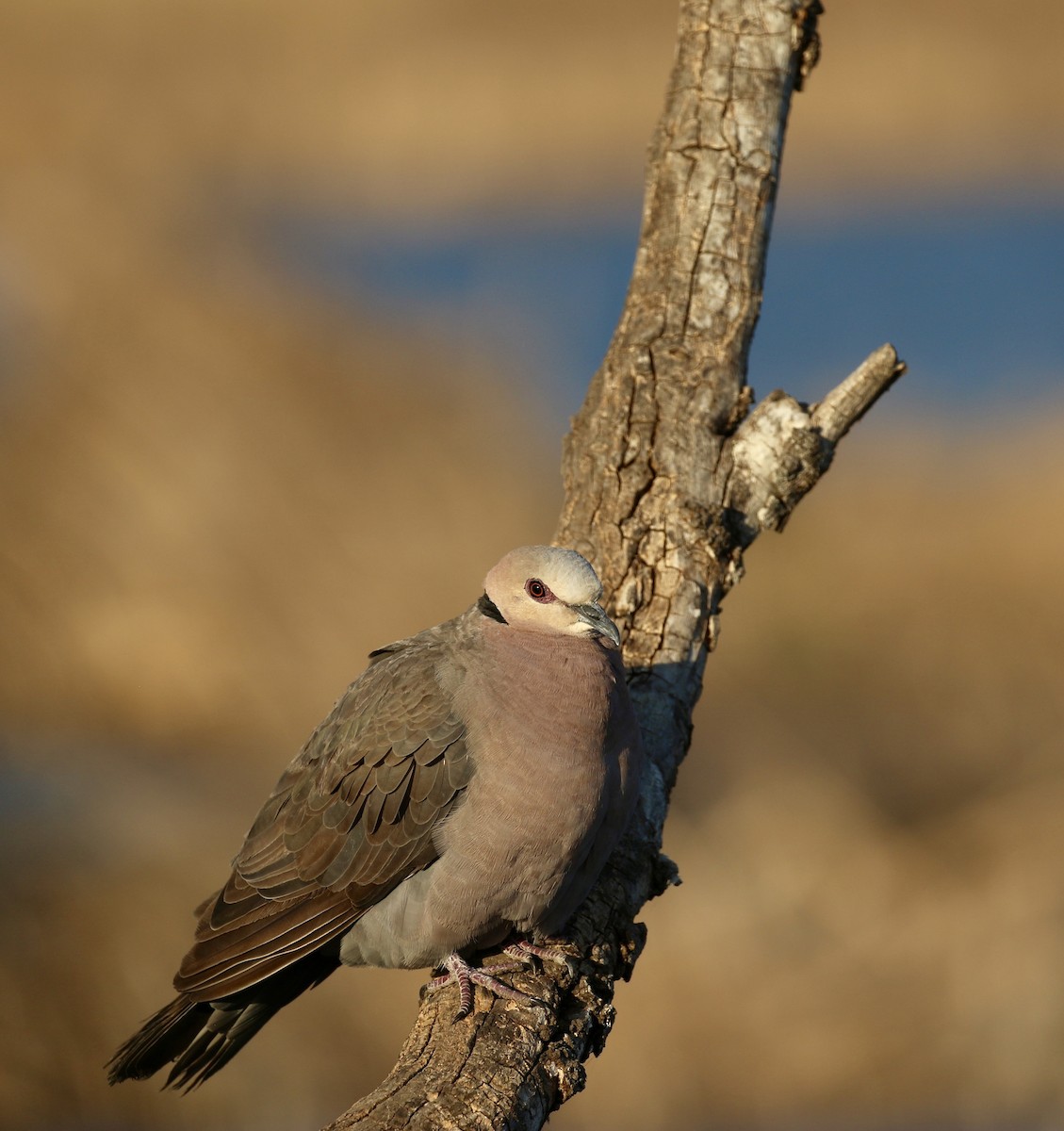 Red-eyed Dove - ML69194821
