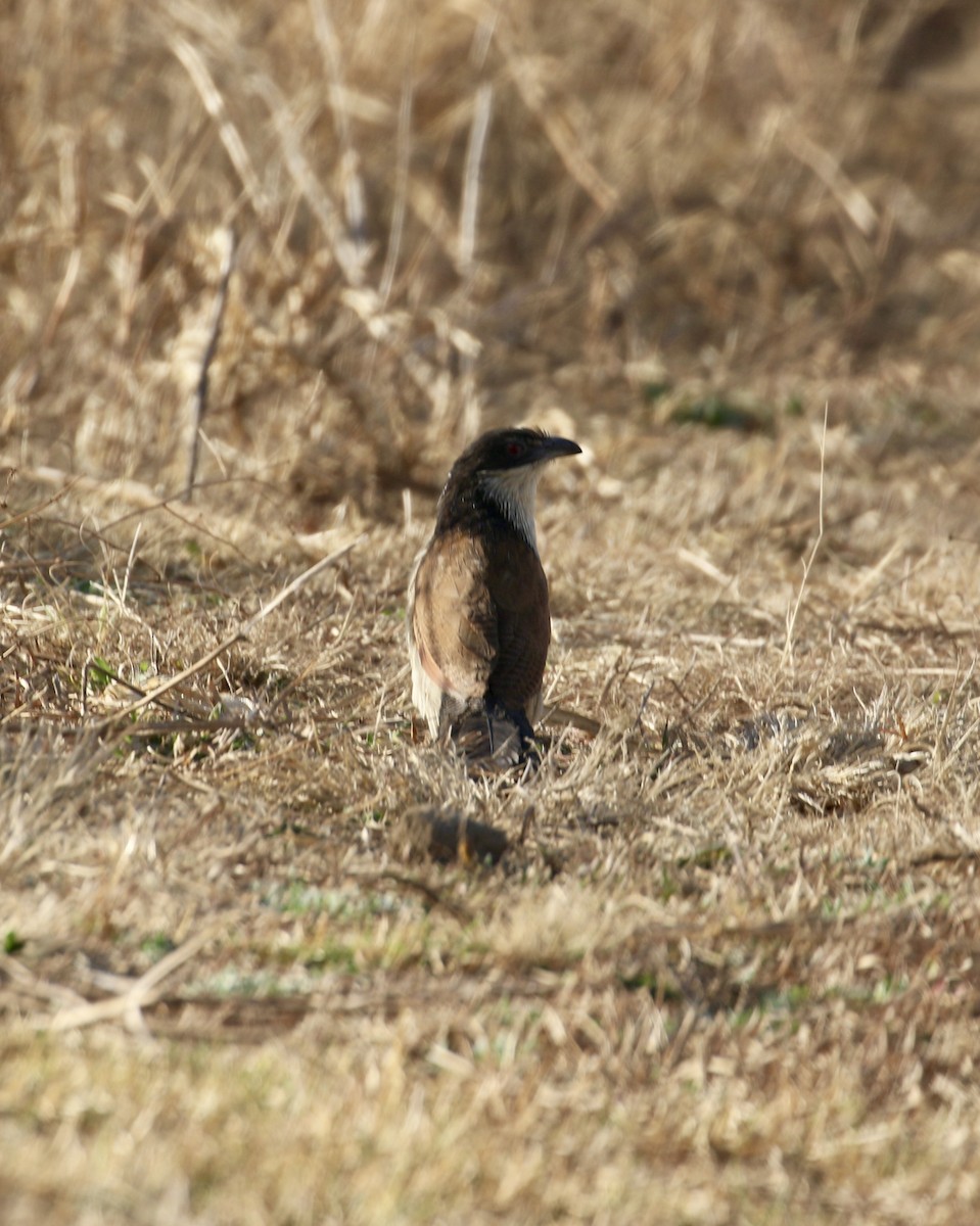 White-browed Coucal (Burchell's) - ML69194911