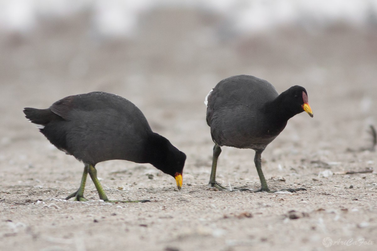 Red-fronted Coot - Ariel Cabrera Foix