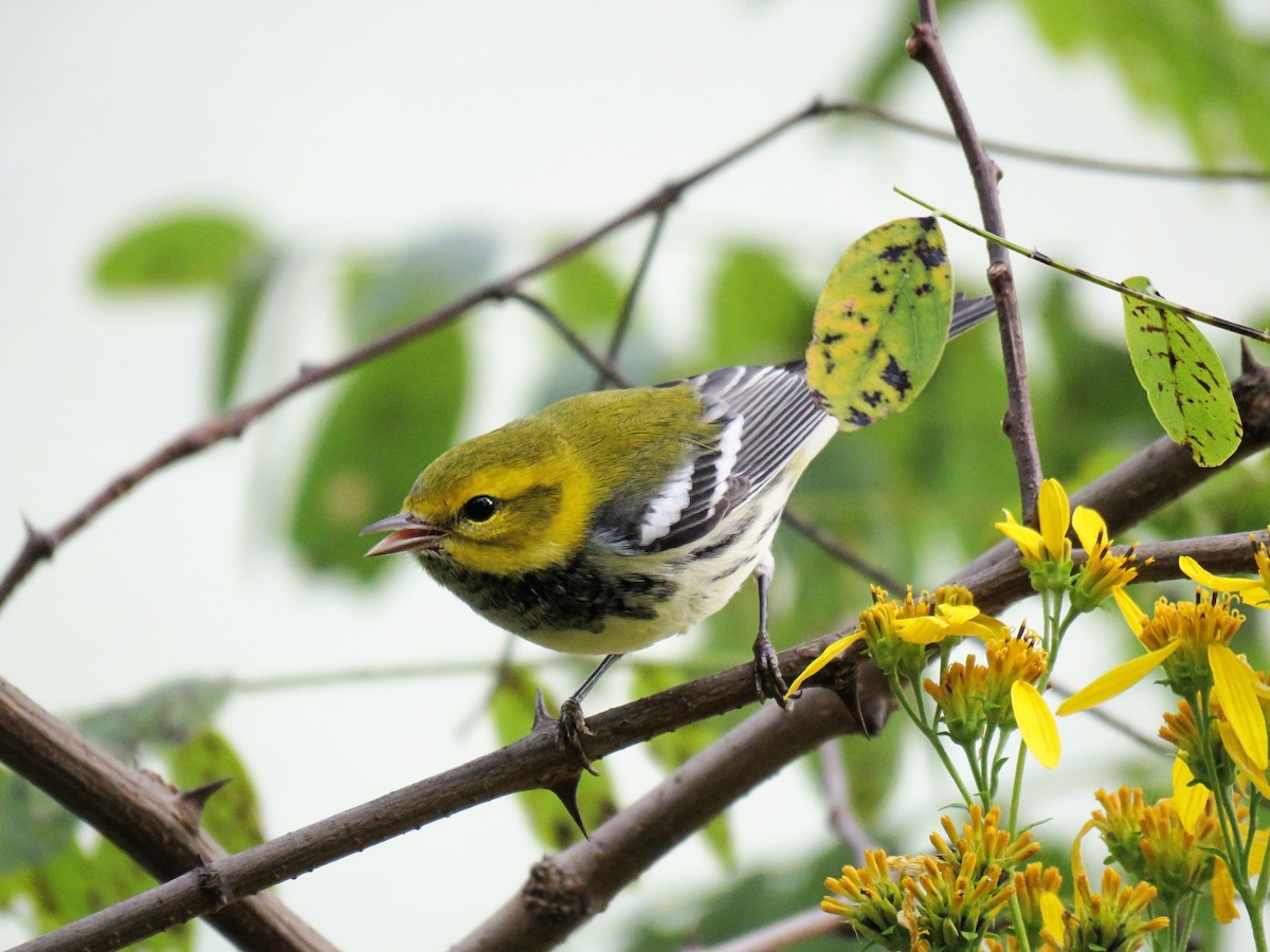 Black-throated Green Warbler - Phil Lehman