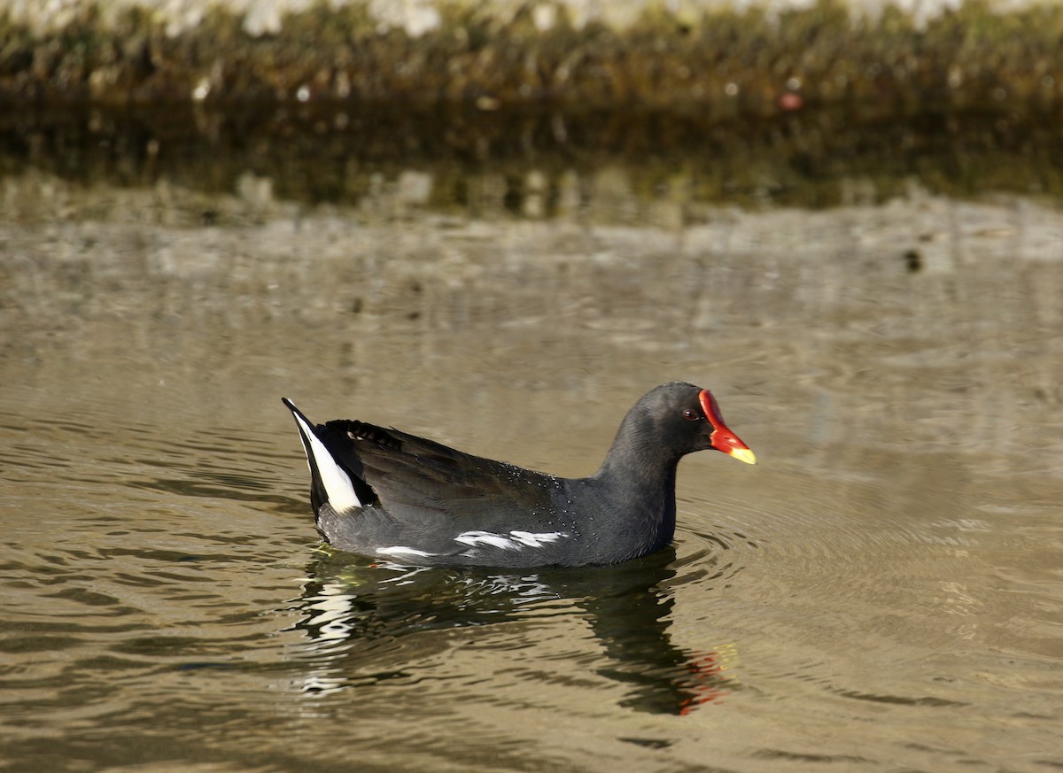 Eurasian Moorhen - ML69195511