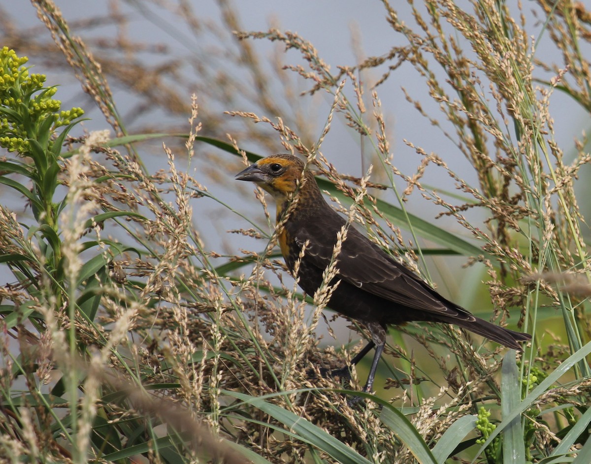 Yellow-headed Blackbird - ML69197041