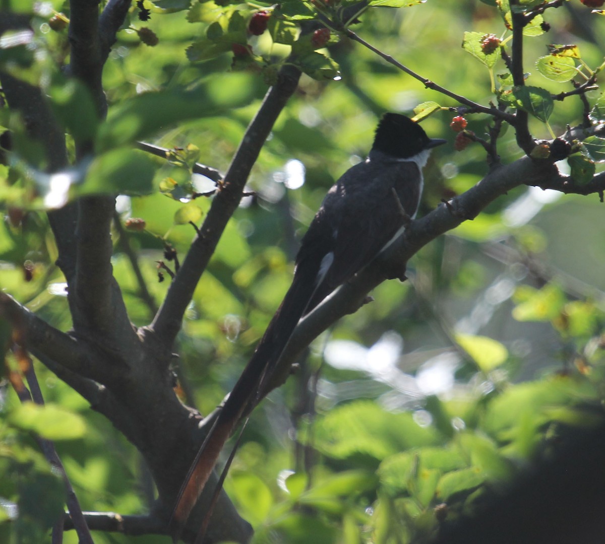 Fork-tailed Flycatcher - ML69198951