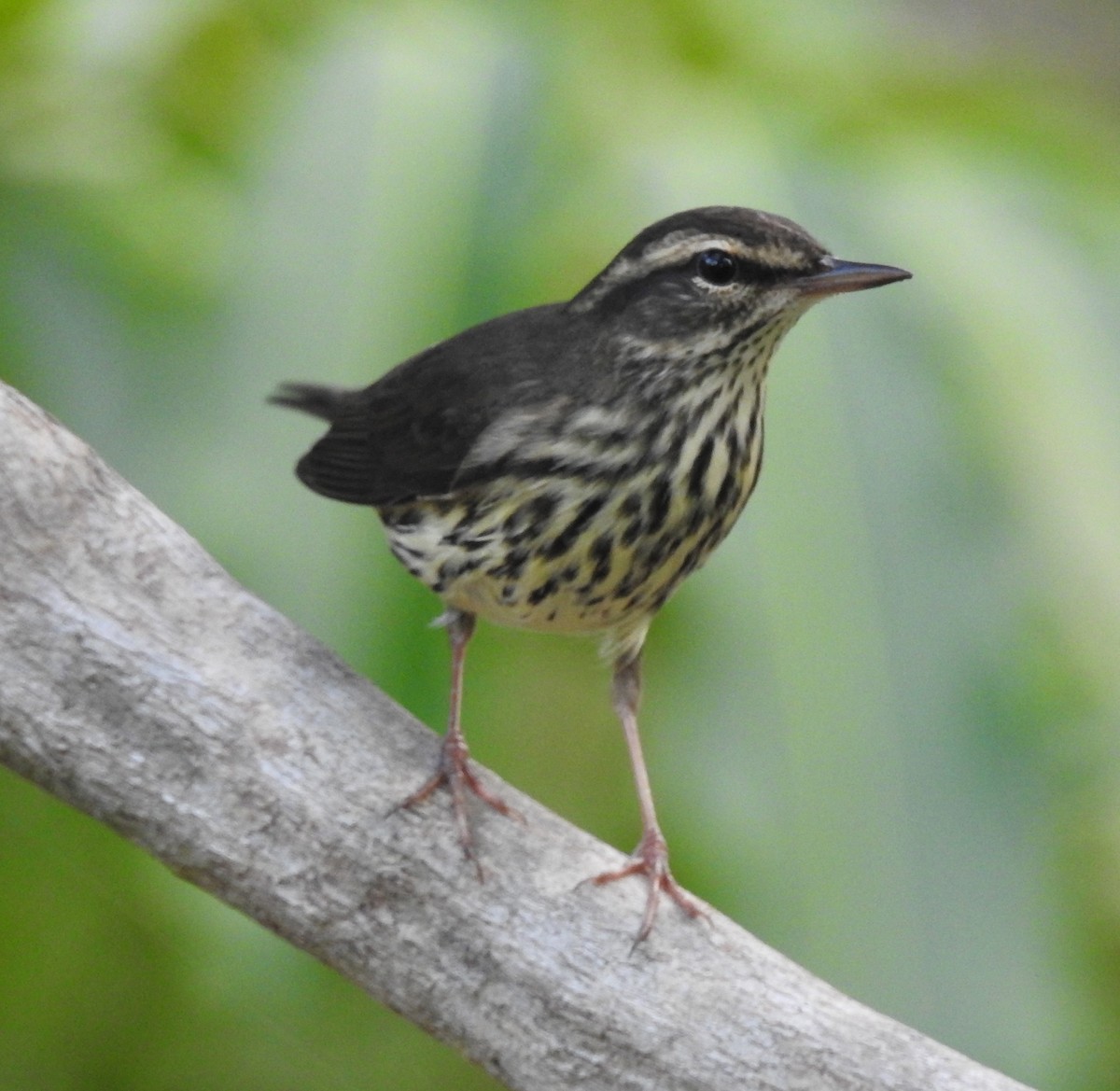 Northern Waterthrush - ML69201001