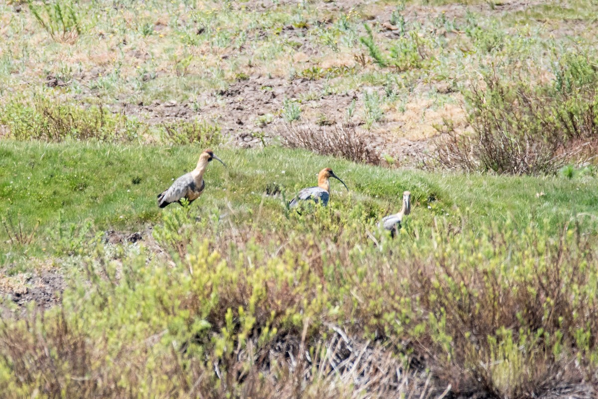 ibis laločnatý - ML69201711