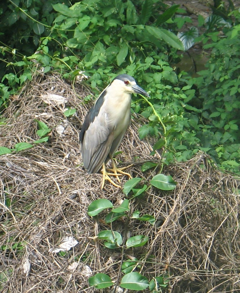 Black-crowned Night Heron - ML69202521