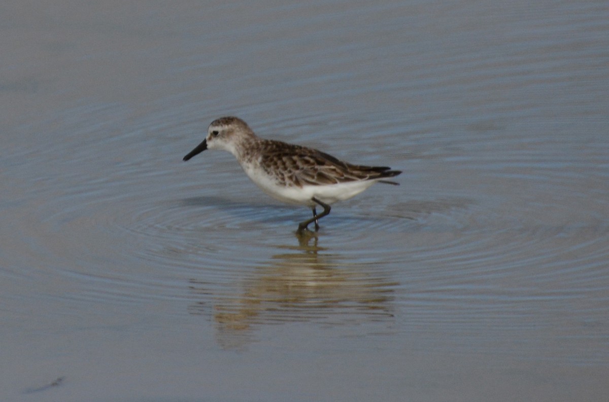 Semipalmated Sandpiper - Luis  Die