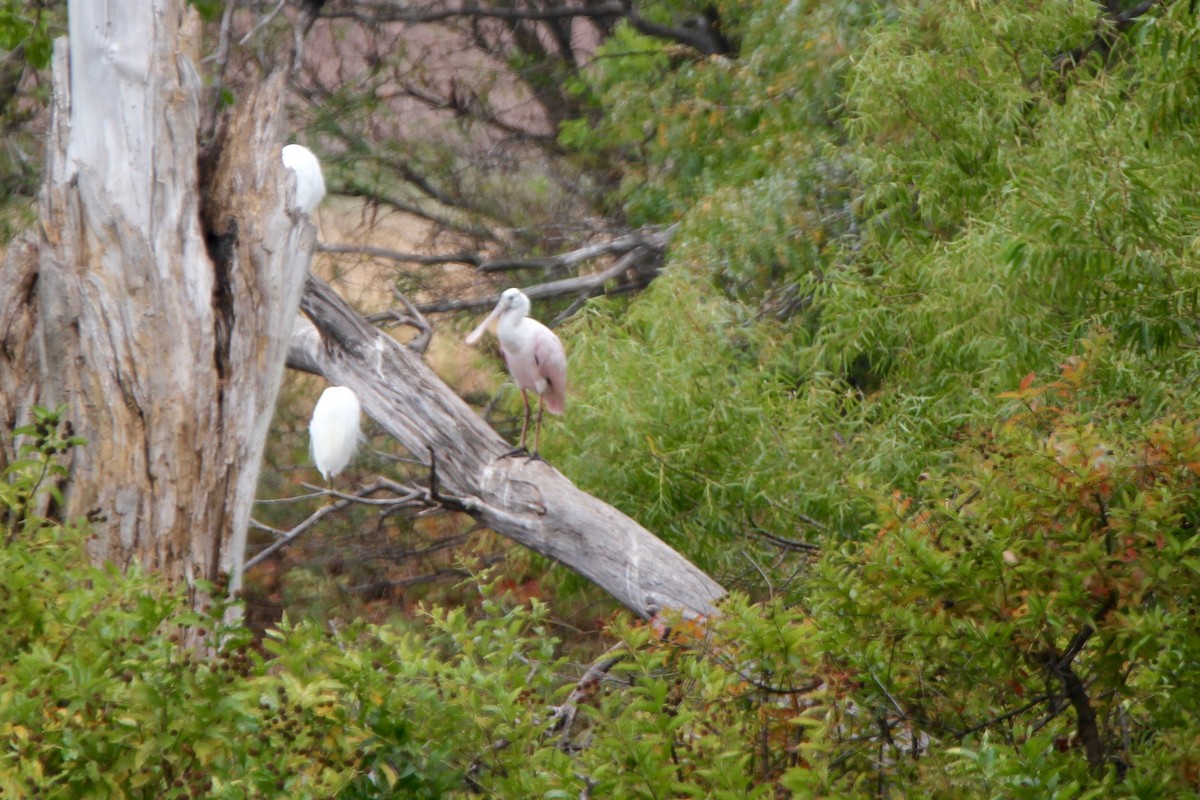 Roseate Spoonbill - ML69203621